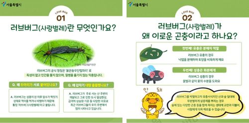 러브버그 관련 서울시 카드뉴스[서울시 카드뉴스 캡처. 재판매 및 DB 금지]