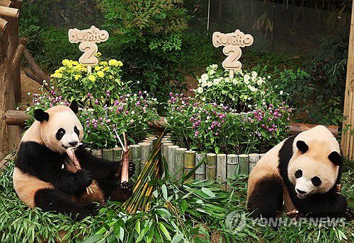 두 살 생일 맞은 쌍둥이 판다(용인=연합뉴스) 홍기원 기자 = 7일 경기도 용인시 에버랜드에서 열린 쌍둥이 판다 두돌 생일잔치에서 쌍둥이 판다 자매 루이바오와 후이바오가 사육사들이 준비한 대나무 케이크 앞에서 먹이를 먹고 있다.     루이바오와 후이바오는 독립 트레이닝을 진행한 후 오는 9월 새롭게 오픈하는 판다 세컨하우스에서 지낼 예정이다. 2025.7.7 xanadu@yna.co.kr