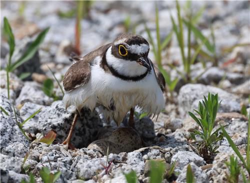 가슴에 물을 묻혀와 그늘로 알의 열을 식히는 모습 [촬영 유형재]