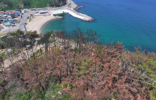 영덕 오보 해수욕장 인근 산불 흔적[촬영 윤관식]