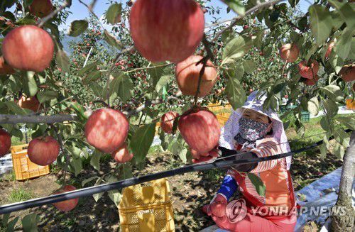 사과 [연합뉴스 자료사진]