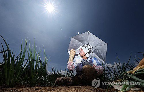 얼음물 마시며 폭염 속 밭일[연합뉴스 자료사진]