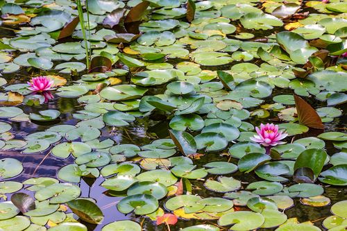 공원 연못에 핀 연꽃 [사진/임헌정 기자]