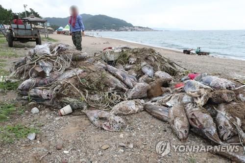 2022년 7월 영덕 해변에 쌓인 참다랑어[촬영 손대성]