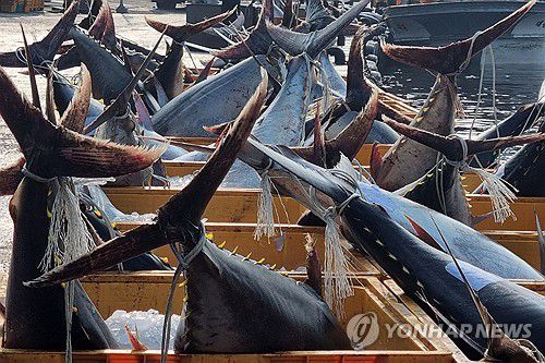 대형 참다랑어가 한가득(영덕=연합뉴스) 8일 경북 영덕 앞바다에서 잡힌 대형 참다랑어(참치)가 강구수협 위판장 앞에 놓여 있다. 2025.7.8 [독자 제공. 재판매 및 DB 금지] sds123@yna.co.kr
