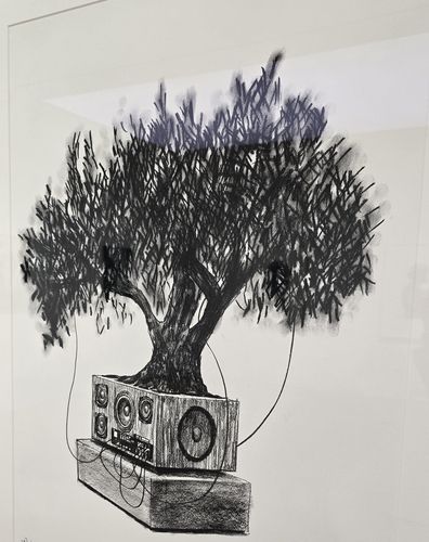 Olive Bonsai Stucy, 2025[촬영 이세원]