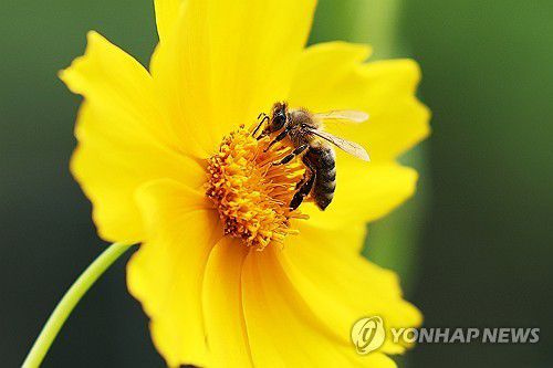 꽃에 앉은 벌[연합뉴스 자료사진]