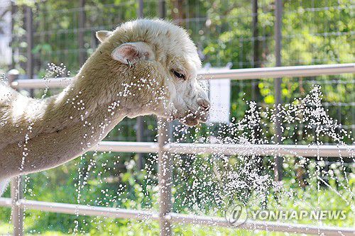 알파카의 여름나기(서울=연합뉴스) 신현우 기자 = 전국 대부분 지역에 폭염 특보가 발효된 10일 서울 광진구 어린이대공원 동물원에서 알파카가 물로 더위를 식히고 있다. 2025.7.10 nowwego@yna.co.kr