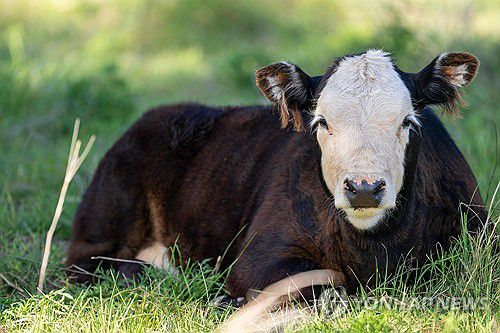 미 텍사스주 농장의 소[AFP 연합뉴스 자료사진. 재판매 및 DB 금지]
