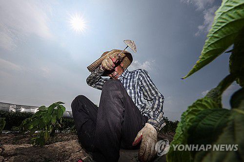 폭염 속 온열질환 조심폭염이 계속된 7월 8일 경북 고령군 다산면 한 밭에서 농민이 잡초 뽑는 작업을 하다 땀을 닦아내고 있다. [연합뉴스 자료사진]