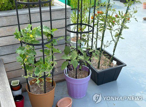 옥상정원 텃밭(서울=연합뉴스) 최혜정 인턴기자 = 유니버설디자인하우스-장안 옥상에는 텃밭 정원이 꾸려져 있다. 이곳에서 입주자들은 가지, 방울토마토 등의 식물을 키우고 있다. 2025.7.18