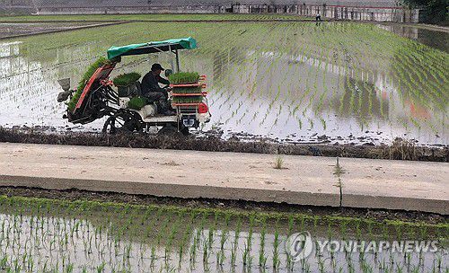 농민 모내기(김해=연합뉴스) 김동민 기자 = 낮 지역 최고 기온이 30도까지 오른 19일 오후 경남 김해시 진영읍 한 논에서 농민이 모내기하고 있다. 2025.6.19 image@yna.co.kr