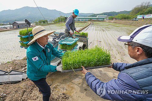 양구군 첫 모내기[양구군 제공.재판매 및 DB 금지]