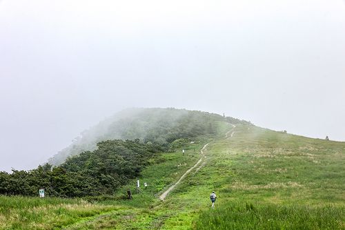 선자령 정상부 초지[사진/임헌정 기자]