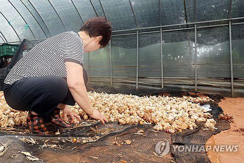 수해 복구 작업하는 무안 농민(무안=연합뉴스) 정다움 기자 = 호우 특보가 발효돼 시간당 142.1㎜의 집중 호우가 쏟아진 4일 오전 전남 무안군 망운면 한 비닐하우스에서 농민이 수해 복구 작업을 하고 있다. 2025.8.4 daum@yna.co.kr