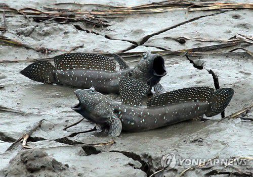 강진만의 짱뚱어    (강진=연합뉴스) 3일 오전 전남 강진군 강진읍 강진만생태공원 개펄에서 짱뚱어가 활동하고 있다. 탐진강과 강진만이 만나는 강진만생태공원은 26.2㎢ 갯벌과 0.66㎢ 바다갈대군락지가 펼쳐진 1천131종 생물의 서식처다. 2017.9.3 [전남 강진군 제공]     hs@yna.co.kr (끝)