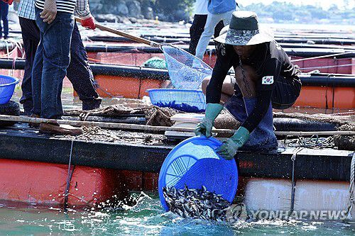 고수온에 치어 방류(여수=연합뉴스) 김혜인 기자 = 30일 오전 전남 여수 가막만 한 가두리양식장에서 작업자들이 치어를 방류하고 있다. 2025.7.30 in@yna.co.kr