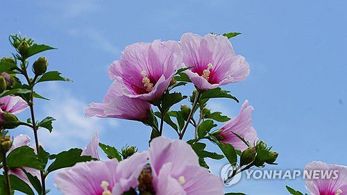 80주년 광복절 앞두고 보령 무궁화수목원에 나라꽃 만개[보령시 제공. 재판매 및 DB 금지]