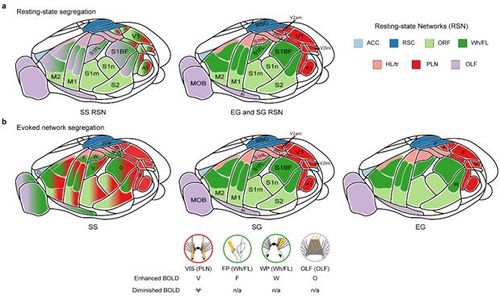 (서울=연합뉴스) 사회적 고립환경에서 자란 쥐(SS)는 뇌의 기능적 연결성과 네트워크 분리도(segregation) 저하되었고, 네트워크 혼재가 관찰됐다. SS그룹은 다른 그룹과 달리 영역 구분이 뚜렷하지 않은 게 특징적이다. 2025.08.11. [삼성서울병원 제공. 재판매 및 DB 금지]