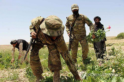 양귀비 밭 파괴하는 아프간 탈레반 병사들[EPA 연합뉴스 자료사진. 재판매 및 DB 금지]