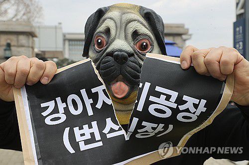 2024년 3월22일 한국동물보호연합 활동가들이 서울 여의도 국회 앞에서 기자회견을 열고 강아지 공장(번식장) 폐쇄를 촉구하는 퍼포먼스를 하고 있다. [연합뉴스 자료사진]