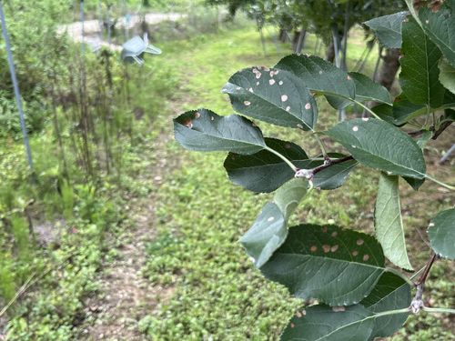 병해충 발생한 나뭇잎[촬영 황수빈]