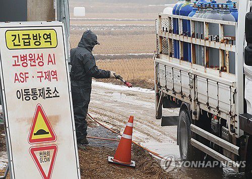 조류인플루엔자 차단 방역[연합뉴스 자료사진]