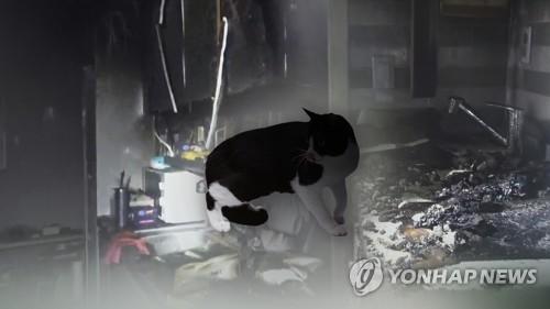 호기심에 스위치 누른 고양이…인덕션 화재 급증 (CG)[연합뉴스TV 제공]