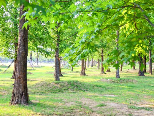 부산시민공원 하야리아 잔디광장 옆에 있는 숲 [사진/권혁창 기자]
