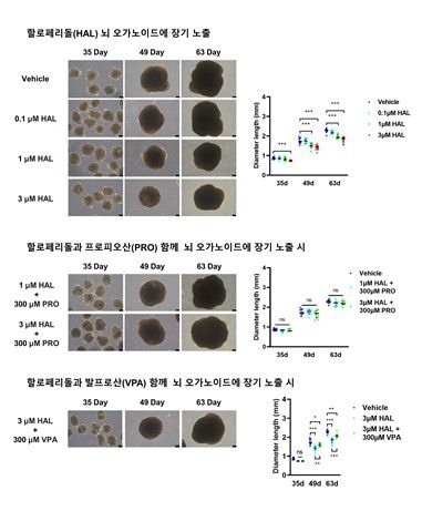 할로페리돌의 뇌 오가노이드 노출 실험[국가독성과학연구소 제공. 재판매 및 DB 금지]