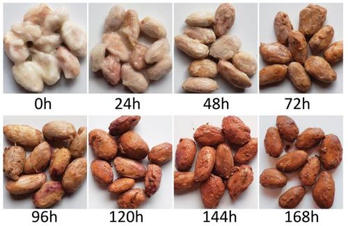 수확 후 7일간 발효 과정 중 카카오 콩의 변화[Nature Microbiology, David E. Salt et al. 제공. 재판매 및 DB 금지]