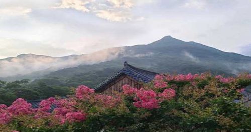 배롱나무가 만발한 표충사자연유산위원회 회의록에 포함된 사진 [국가유산청 제공. 재판매 및 DB 금지]