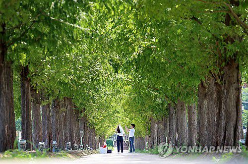 메타세쿼이아 그늘에서(강릉=연합뉴스) 유형재 기자 = 20일 폭염특보가 내려진 20일 강원 강릉시 경포저류지 녹음 짙은 메타세쿼이아길에서 연인이 추억을 만들고 있다. 2025.8.20 yoo21@yna.co.kr
