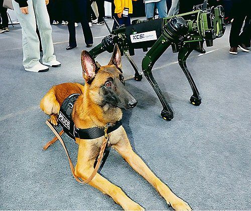 경기남부경찰 체취증거견 테오[경기남부경찰청 제공. 재판매 및 DB 금지] photo@yna.co.kr