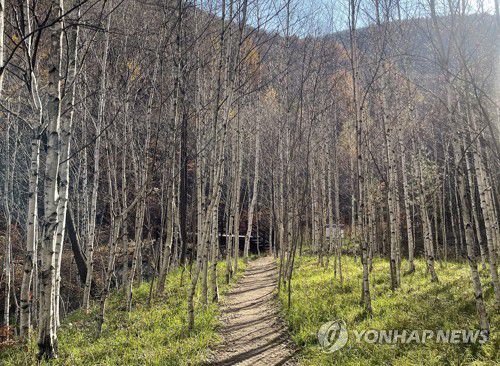 지지리골 자작나무 숲[태백시 제공.재판매 및 DB 금지]