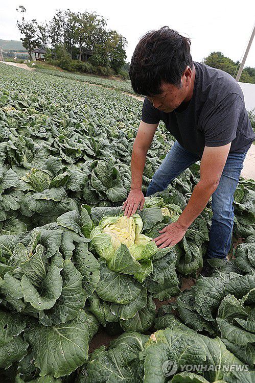 가뭄에 한숨 짓는 안반데기 배추 농가(강릉=연합뉴스) 강태현 기자 = 극심한 가뭄을 겪는 29일 오전 강원 강릉시 왕산면 안반데기에서 배추 농사를 짓는 임은빈(56) 씨가 수확되지 못한 채 폐기를 앞둔 배추를 살피고 있다.     강릉은 계속된 가뭄으로 지역 87%의 생활용수를 공급하는 상수원 오봉저수지의 저수율이 이날 15.7%(평년 71%)로 뚝 떨어져 역대 최저치를 기록했다. 2025.8.29 taetae@yna.co.kr