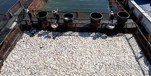 남해군 해상 가두리 양식장 참돔 폐사 수거(남해=연합뉴스) 지난 29일 경남 남해군 미조면 미조로 해상 가두리 양식장에서 어민이 적조로 집단 폐사한 참돔을 수거하고 있다. [독자 제공. 재판매 및 DB 금지]