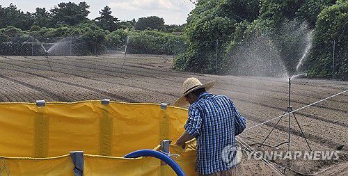 따가운 햇볕 아래서 속 타는 농심(제주=연합뉴스) 김호천 기자 = 처서인 23일 여전히 따가운 햇볕이 내리쬐는 가운데 제주시 구좌읍 월정리에서 한 농민이 당근밭에 물을 주고 있다. 2025.8.23 khc@yna.co.kr