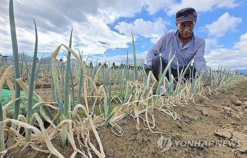 '기다리는 비 소식은 언제쯤'(강릉=연합뉴스) 유형재 기자 = 최악 가뭄에 농업용수 공급이 중단된 가운데 1일 강원 강릉시 한 대파밭에서 농민이 밭상태를 살펴보고 있다. 2025.9.1 yoo21@yna.co.kr