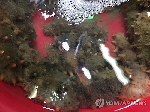해삼[연합뉴스 자료사진]