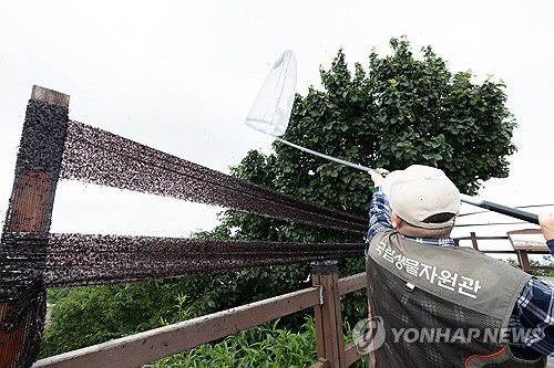인천 계양산 러브버그 방제 작업하는 환경부 직원들(서울=연합뉴스) 4일 환경부 및 소속기관 직원들이 인천 계양산을 중심으로 활동 중인 러브버그 성체를 제거하기 위해 송풍기와 포충망을 활용해 방제 작업을 하고 있다. 2025.7.4 [환경부 제공. 재판매 및 DB 금지] photo@yna.co.kr