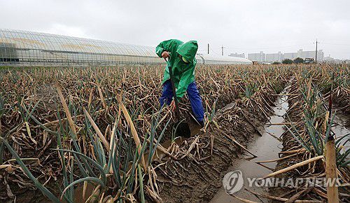 너무 늦게 내린 단비…말라 죽은 대파밭 찾은 농민(강릉=연합뉴스) 유형재 기자 = 최악 가뭄으로 재난 사태가 선포된 강원 강릉지역에 13일 단비가 내리자 농민 김동창(69)씨가 자신의 말라죽은 대파밭에서 뒤늦게 단비가 내린 것을 아쉬워하고 있다. 2025.9.13 yoo21@yna.co.kr