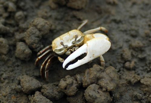 흰발농게[인천환경운동연합 제공. 재판매 및 DB 금지]