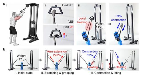 로봇 팔 시스템을 활용한 인공근육 동작 시연[UNIST 제공. 재판매 및 DB 금지]
