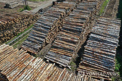 벌목[이타르타스=연합뉴스]