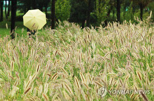 가을 재촉하는 비(수원=연합뉴스) 홍기원 기자 = 가을을 재촉하는 비가 내린 17일 경기도 수원시 팔달구 서호꽃뫼공원에서 우산을 쓴 시민이 수크령 사이를 걷고 있다. 2025.9.17 xanadu@yna.co.kr