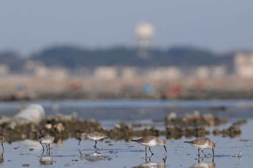 수라갯벌[오동필 새만금시민생태조사단장 제공. 재판매 및 DB 금지]