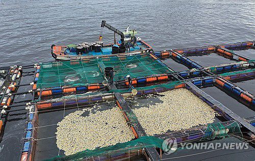 남해군 폐사 참돔 수거지난 1일 경남 남해군 미조면 바다에서 어부가 폐사한 참돔을 수거하고 있다. [연합뉴스 자료사진]