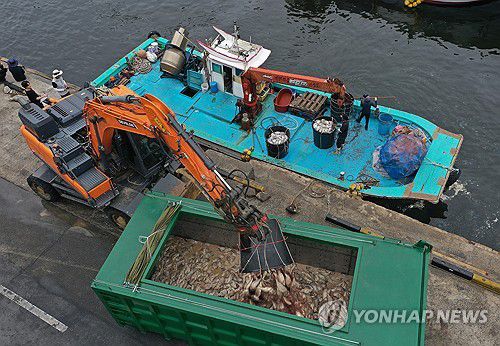 남해군 연일 적조…폐사 참돔 수거지난 1일 경남 남해군 미조면 한 항구에서 집단 폐사한 참돔의 수거 작업이 진행되고 있다. [연합뉴스 자료사진]