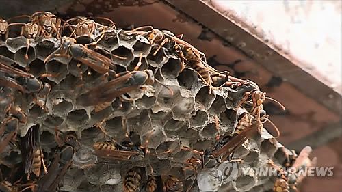 쌍살벌의 벌집연합뉴스TV 화면 캡처. 작성 이충원(미디어랩)